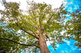 Best Tree Cabling and Bracing  in Somerset, NJ