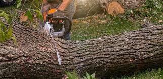 How Our Tree Care Process Works  in  Somerset, NJ
